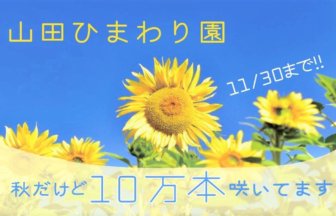 【みやき町】秋なのにひまわり「山田ひまわり園」