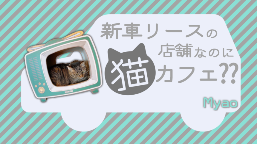 佐賀に新しく猫カフェがOPEN！！