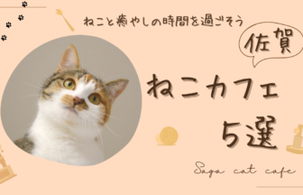 佐賀の猫カフェ5選！猫と癒やしの時間を過ごそう
