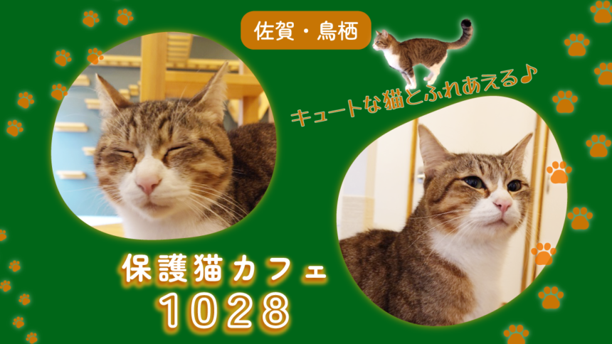 【鳥栖市】キュートな保護猫とふれあえる！「保護猫カフェ1028」